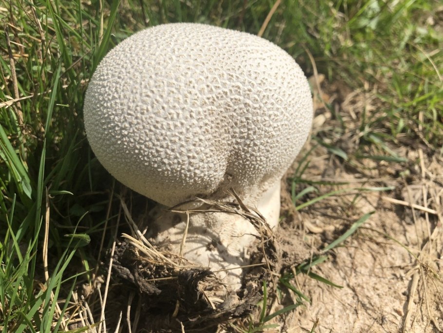 Дождевик грушевидный Lycoperdon pyriforme