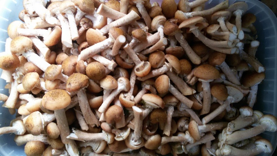 Armillaria sinapina