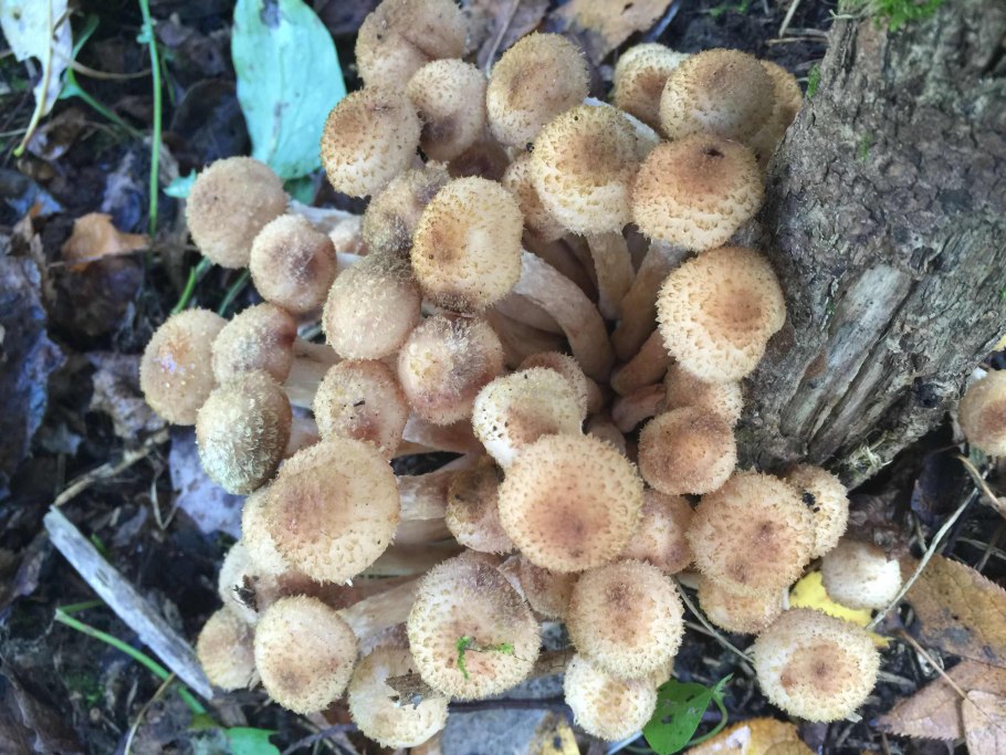 Армиллярия (Armillaria ostoyae)