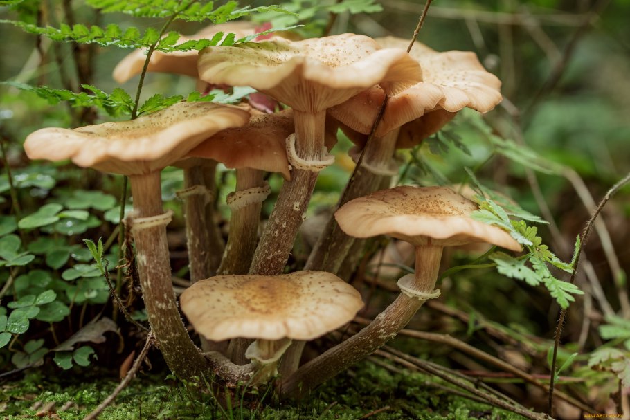 Опята пенешники