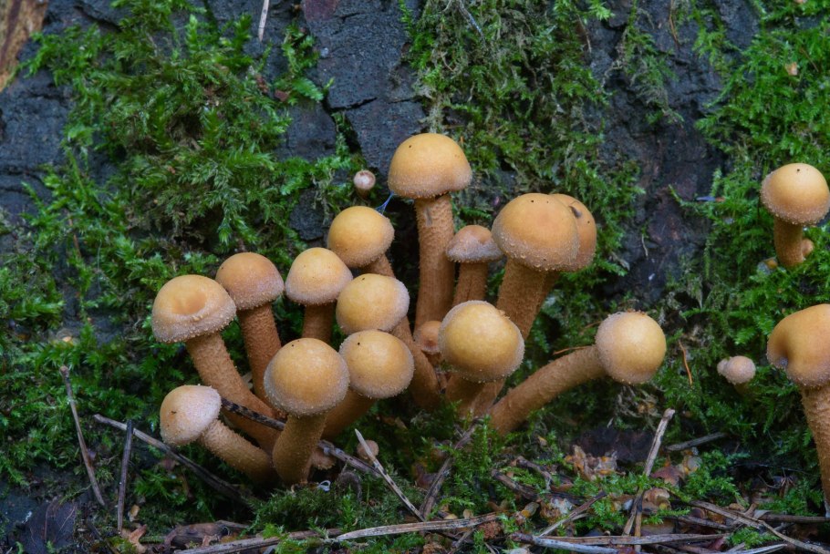 Летний опенок Kuehneromyces mutabilis