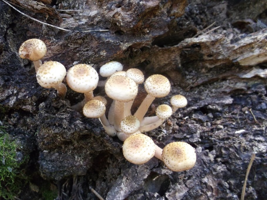 Опята фламмулина