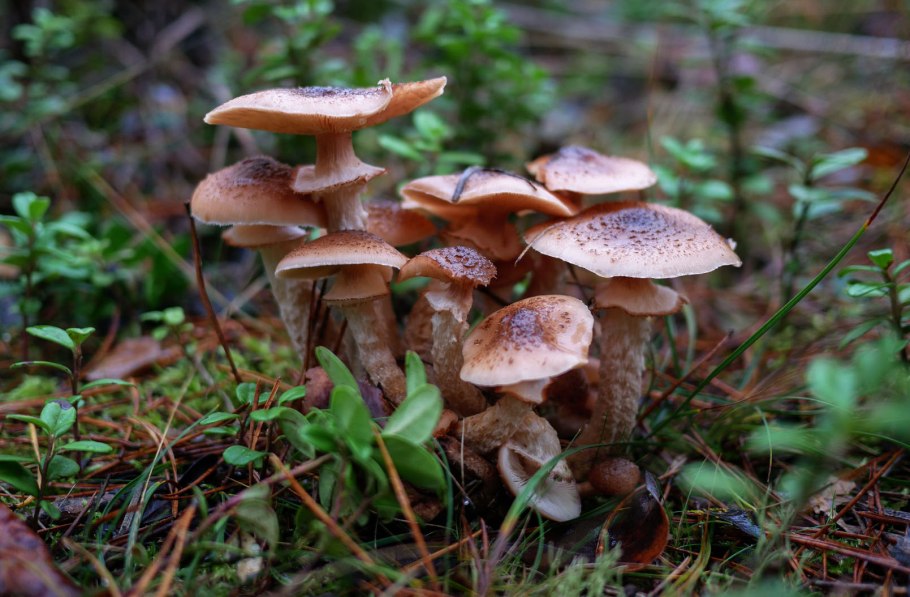 Hypholoma marginatum