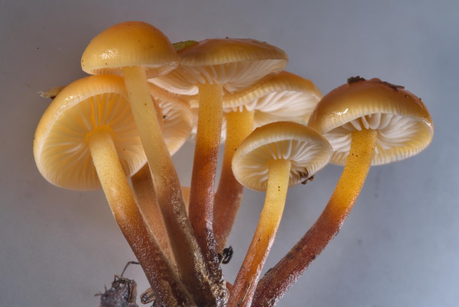 Опенок Тополевый