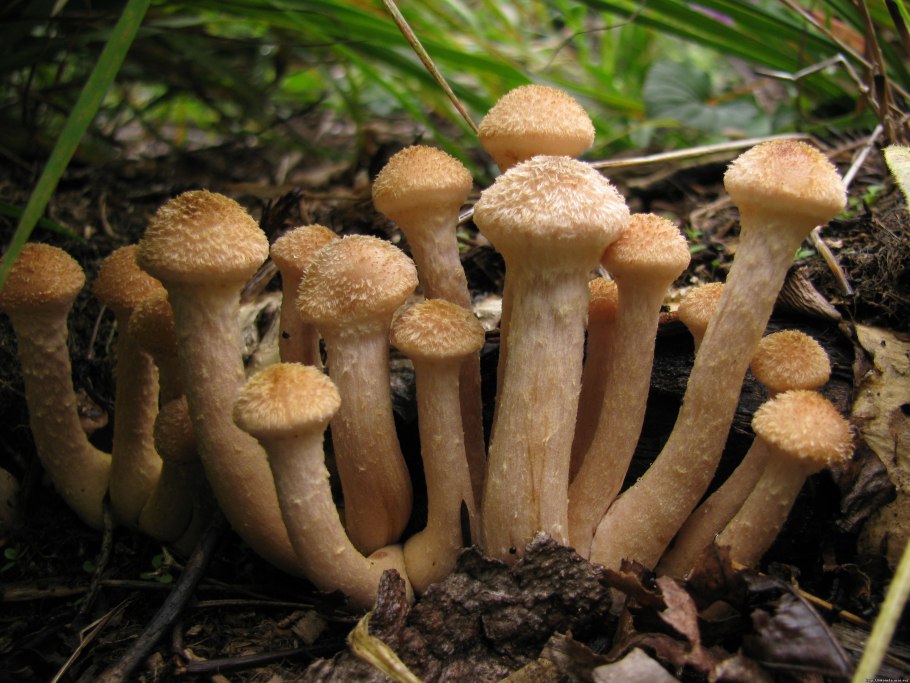 Опенок серопластинчатый