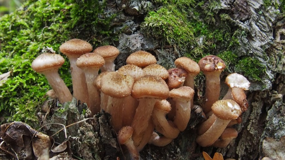 Armillaria Borealis