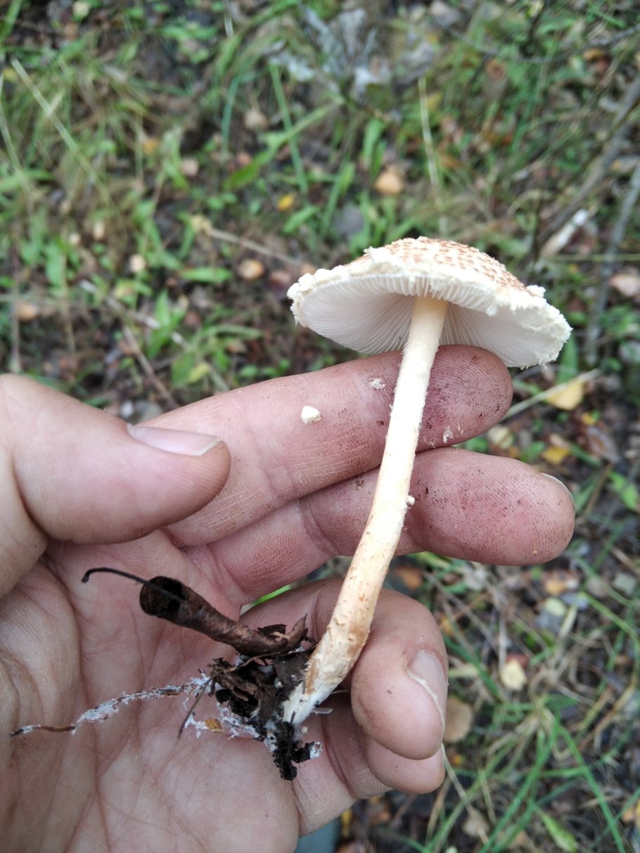 распознание грибов по фото