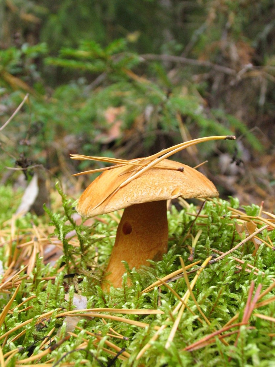 Моховик гриб моховик