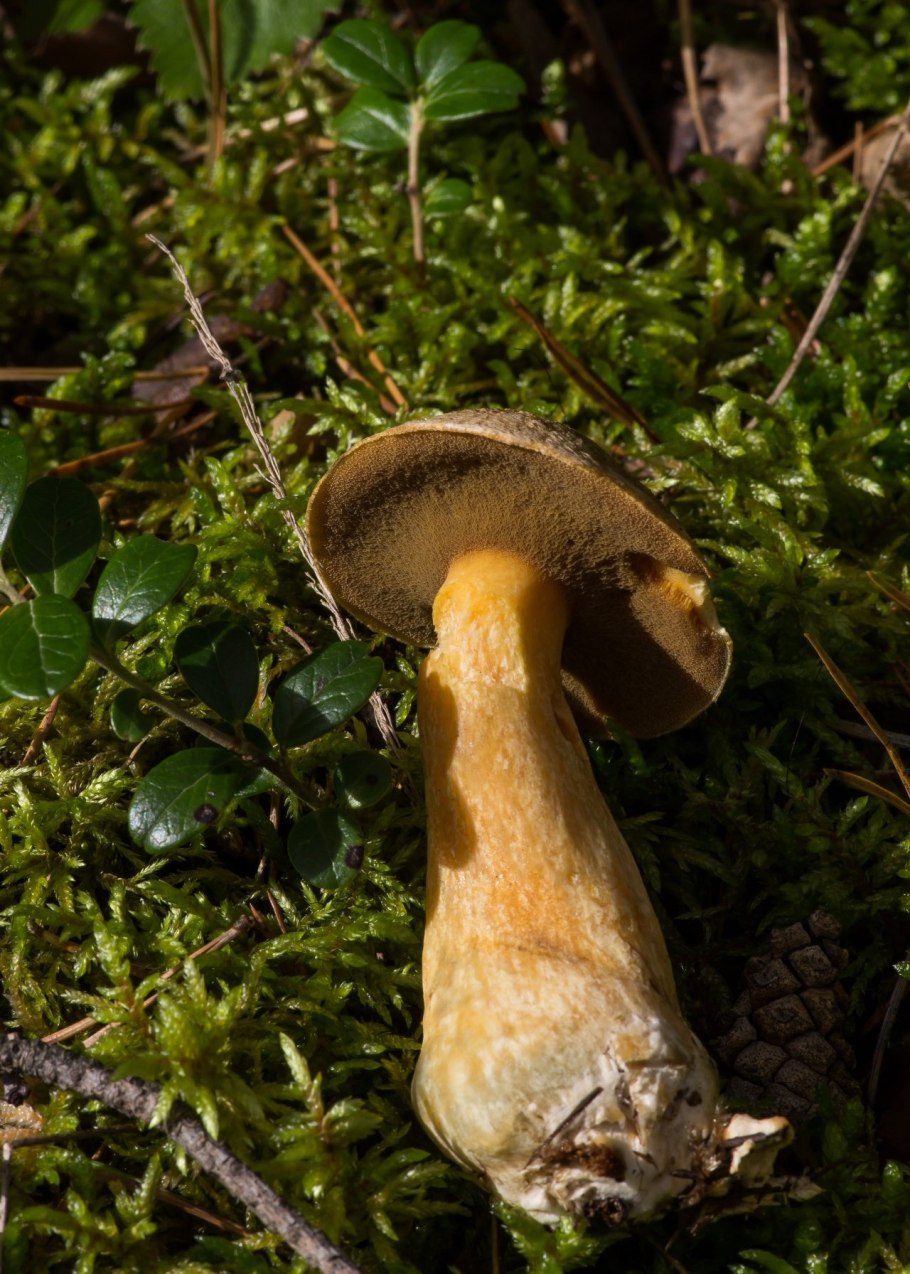 Моховик гриб съедобный