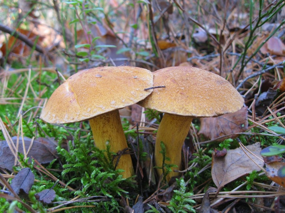 Масленок желто-бурый Suillus variegatus