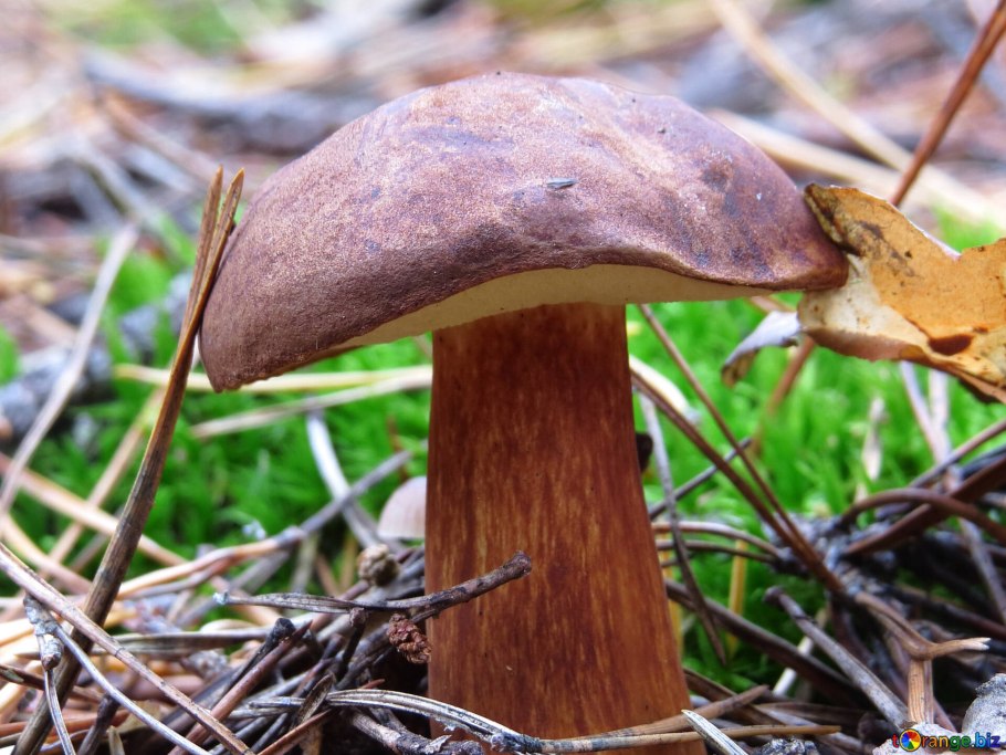 Моховик тупоспоровый