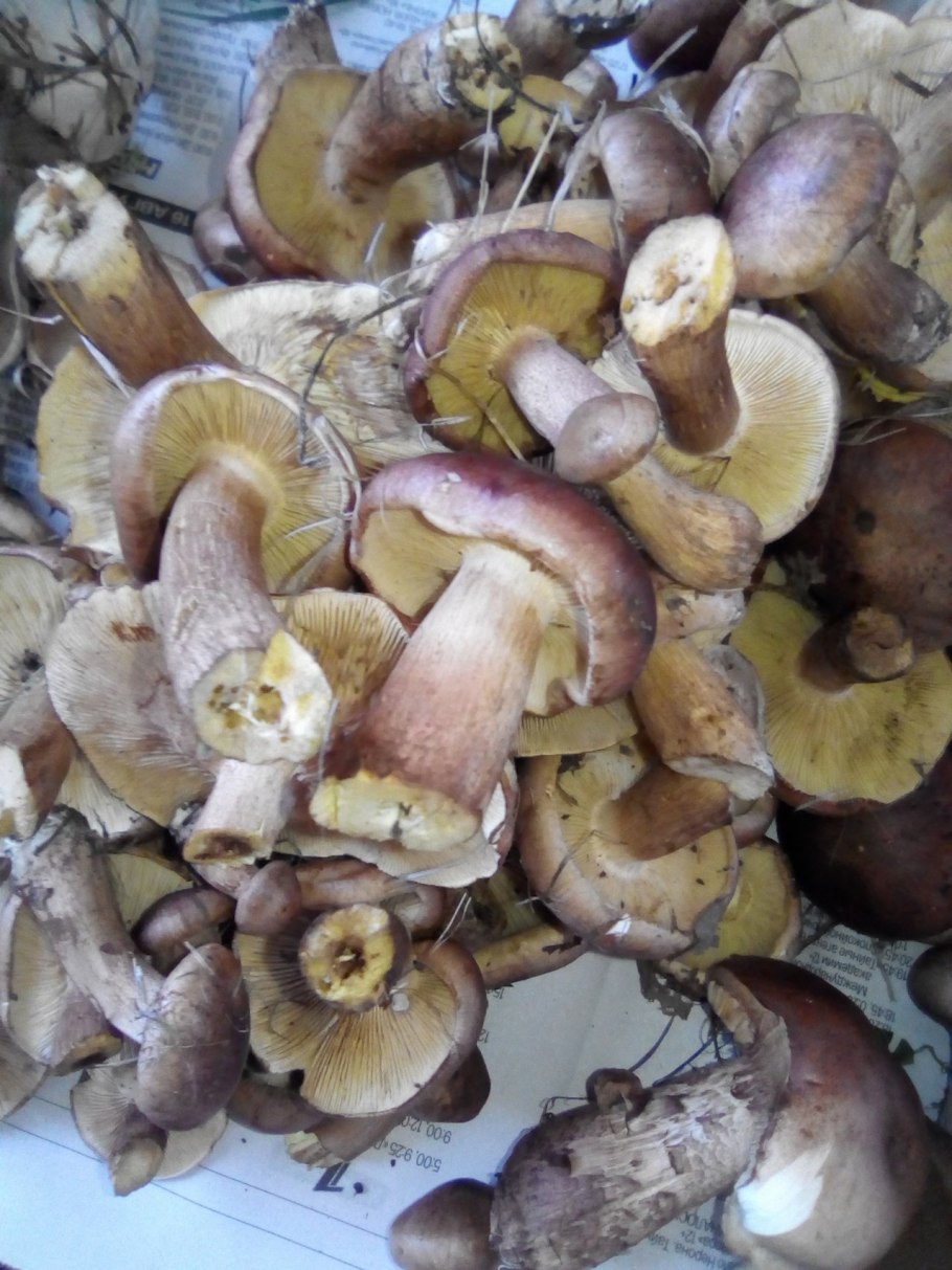 Рядовка жёлто-красная