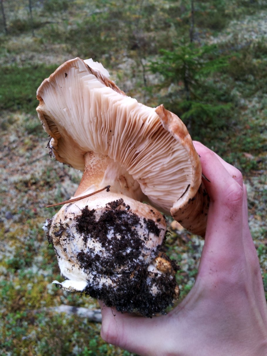 Tricholoma гриб