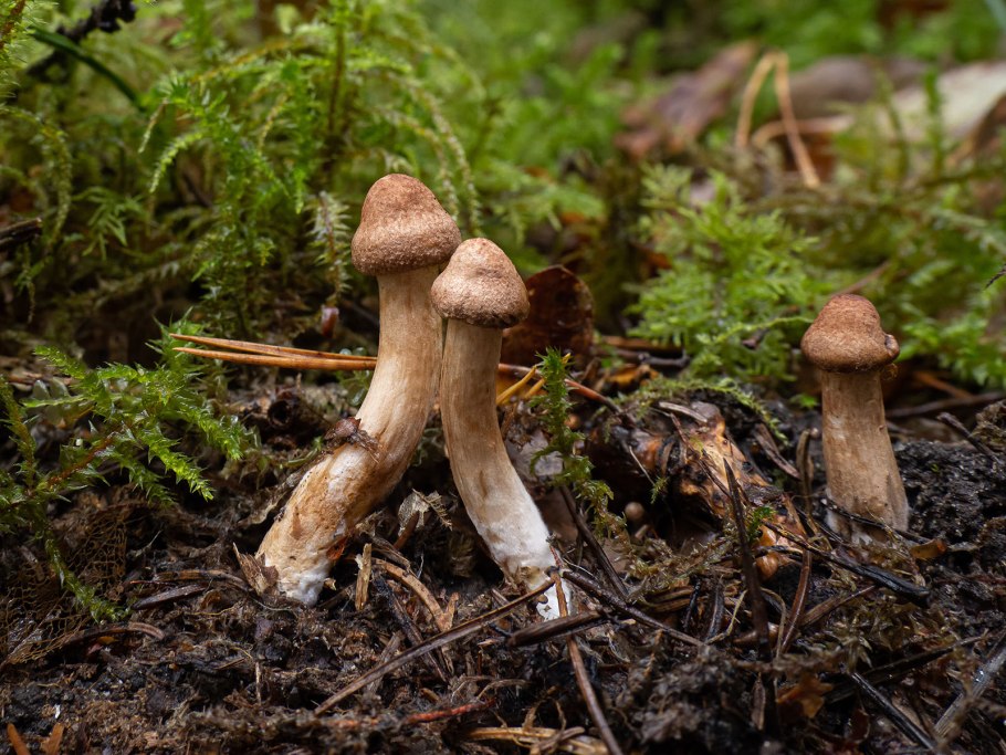 Рядовка бородатая Tricholoma Vaccinum