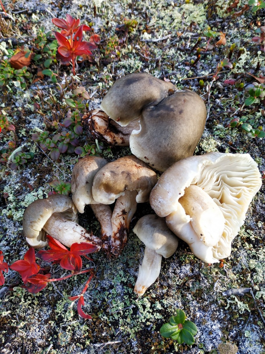 Tricholoma Vaccinum