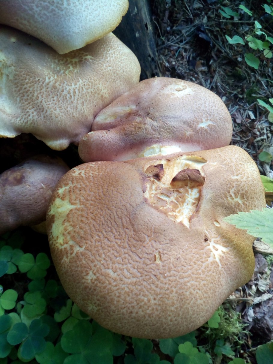 Tricholomopsis rutilans