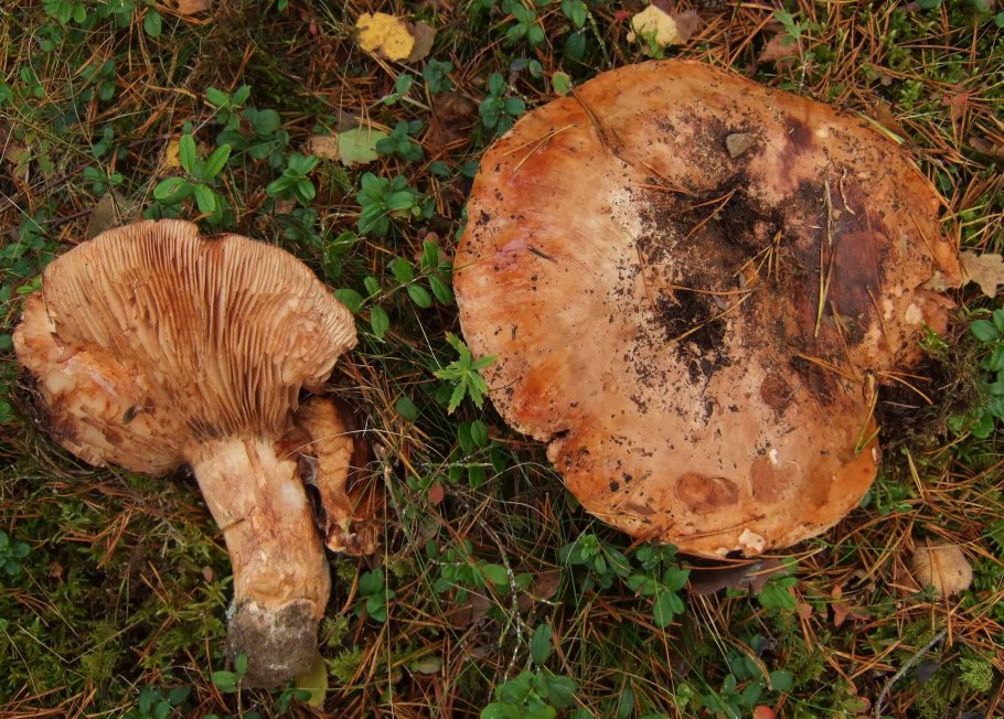 Рядовка исполинская (Tricholoma Colossus)