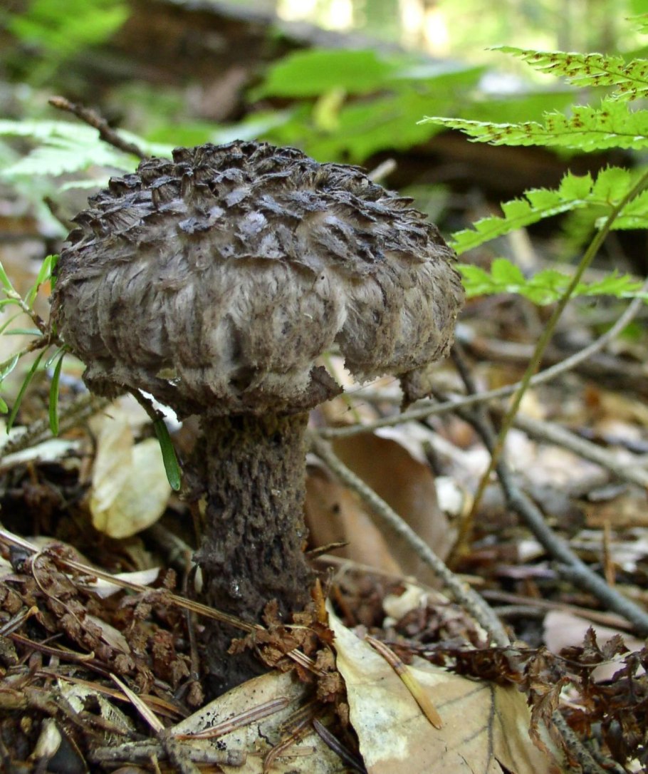 Шишкогриб хлопьеножковый