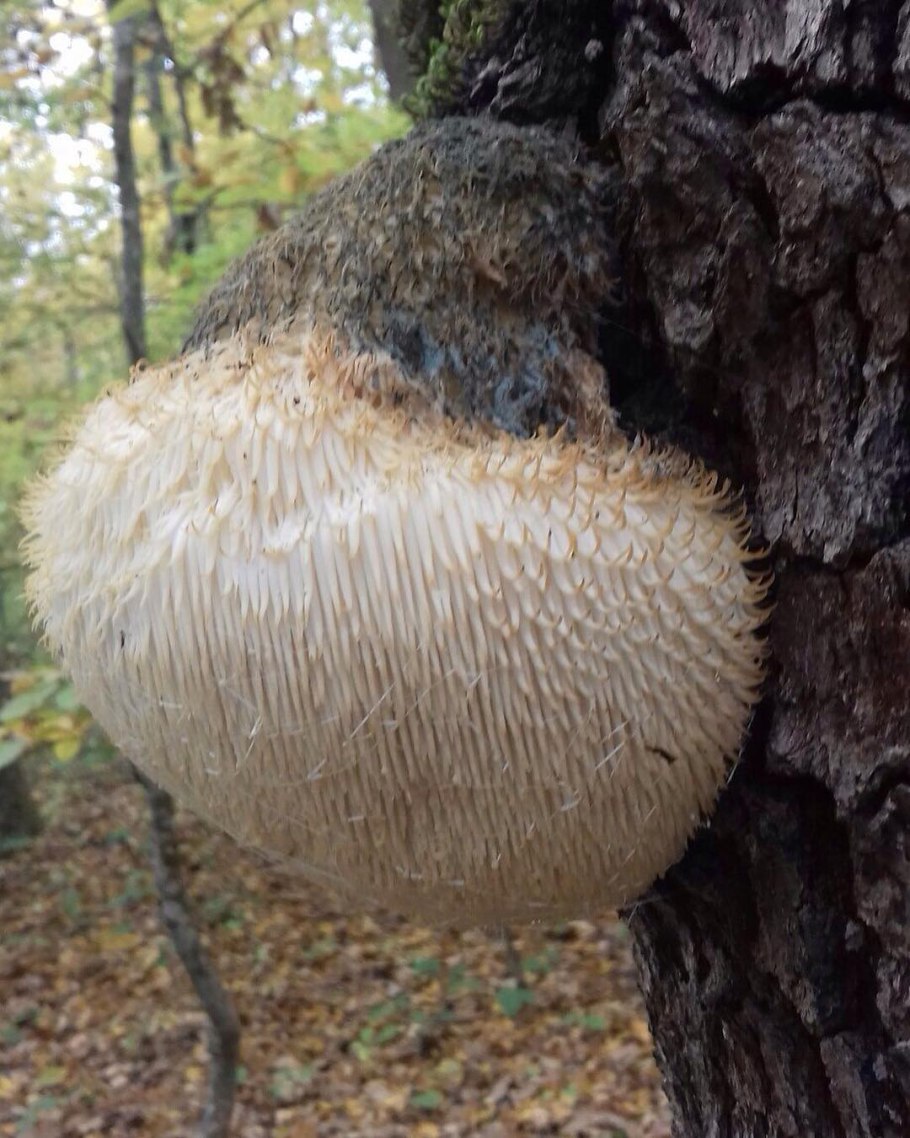 Ежовик гребенчатый (львиная грива)