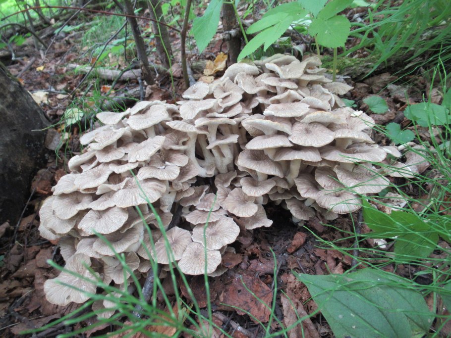 Редкие грибы Кировской области