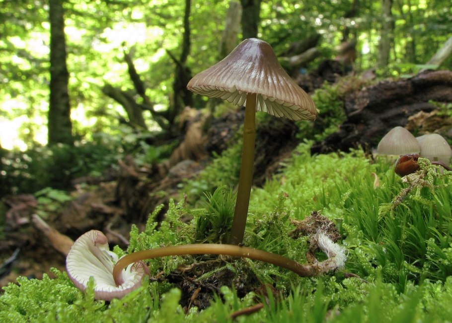 Мицена пурпурная