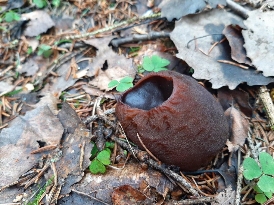 Саркосома красная