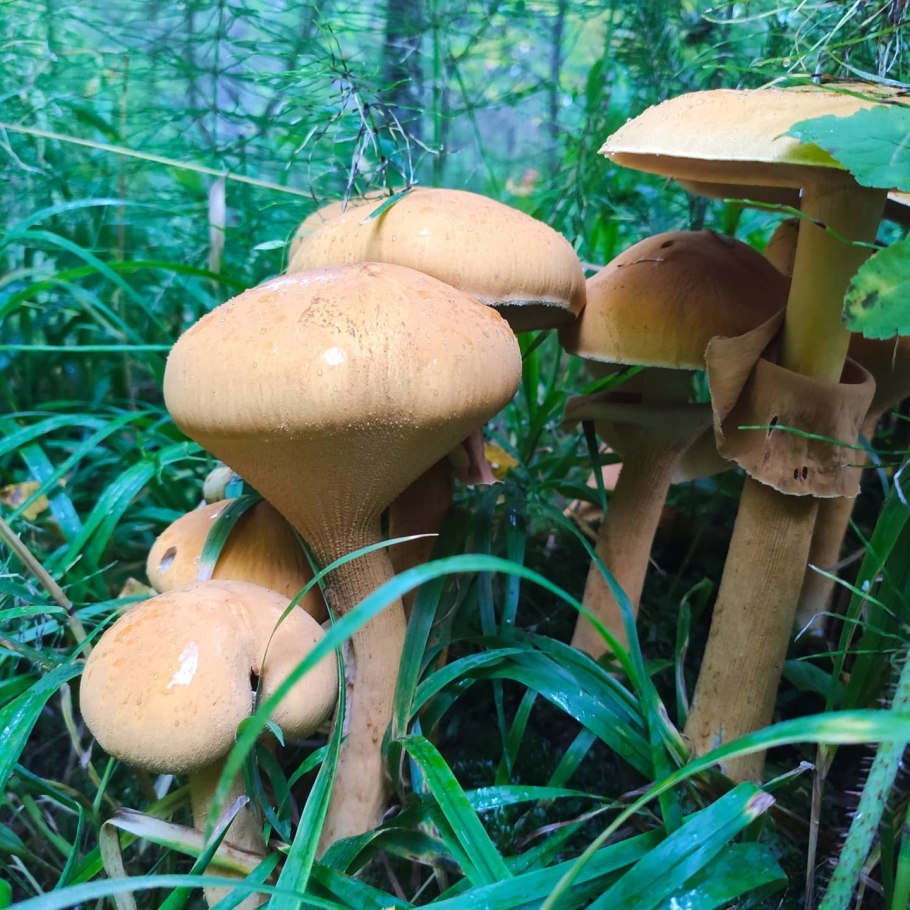 Феолепиота золотистая гриб