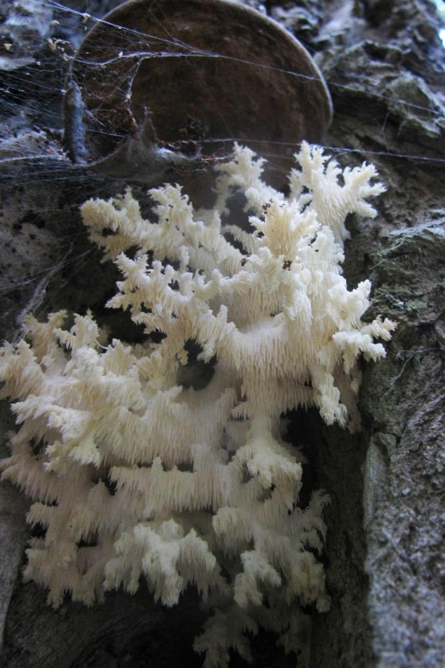 Ежовик краснокнижный гриб