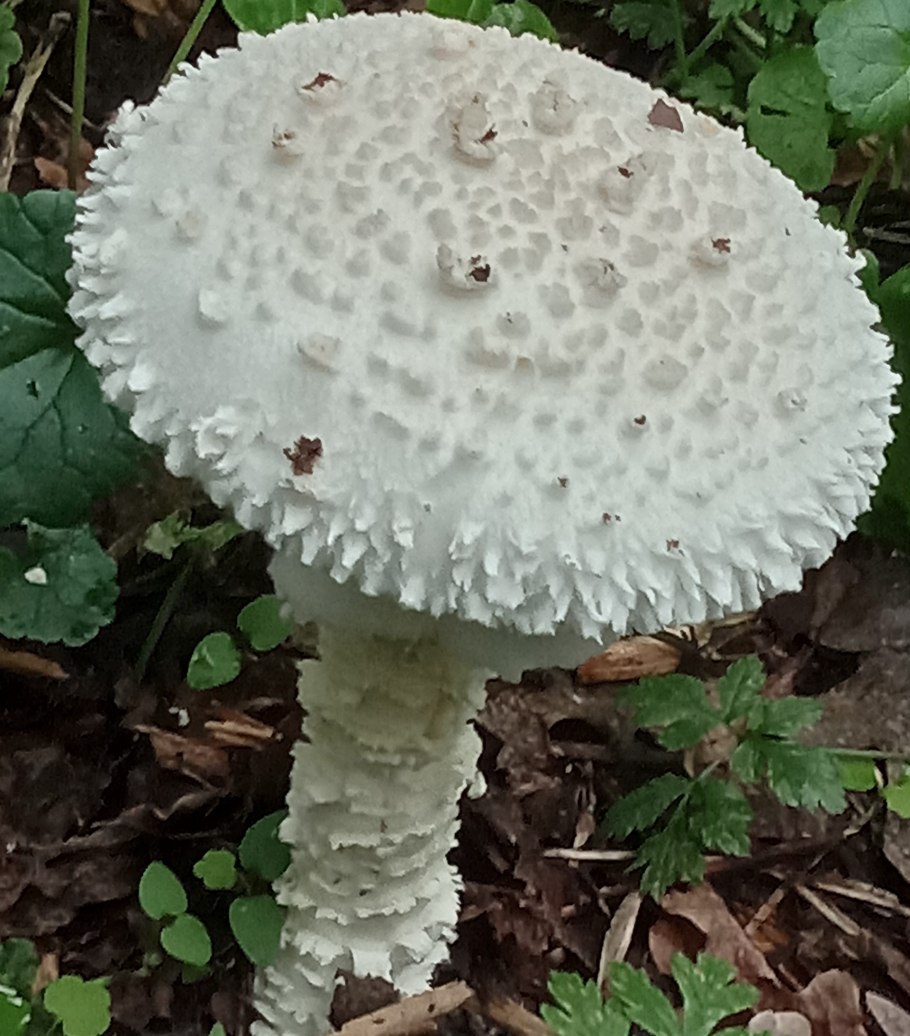 Грибы Волго Ахтубинской Поймы