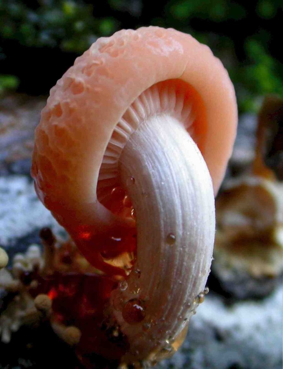 Rhodotus palmatus