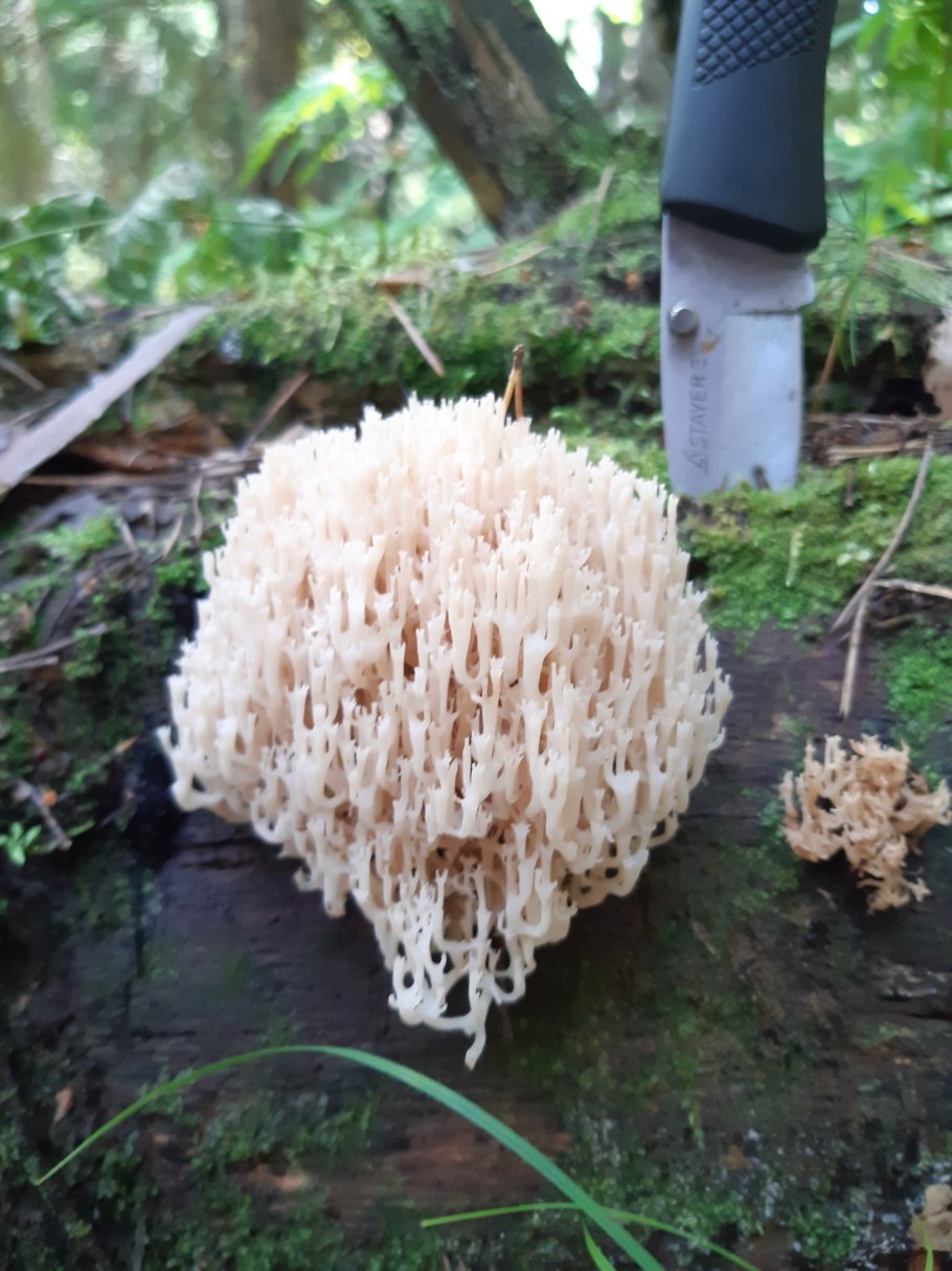 Краснокнижные грибы России