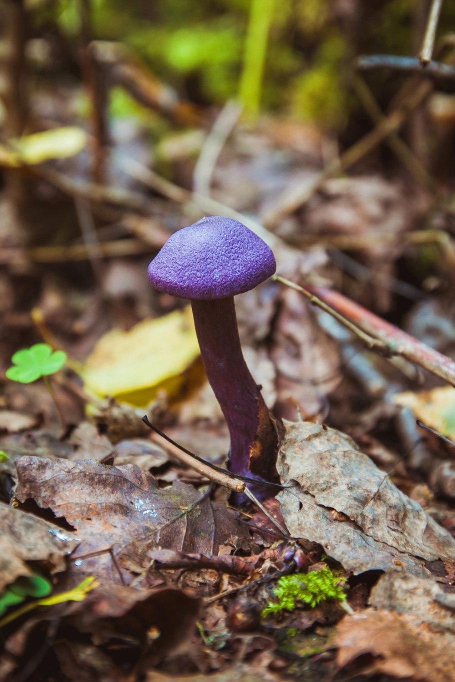 Паутина фиолетовая