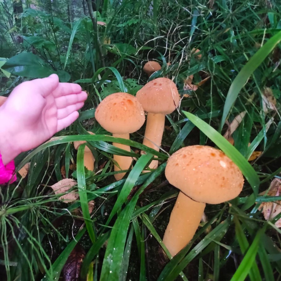 Съедобные краснокнижные грибы