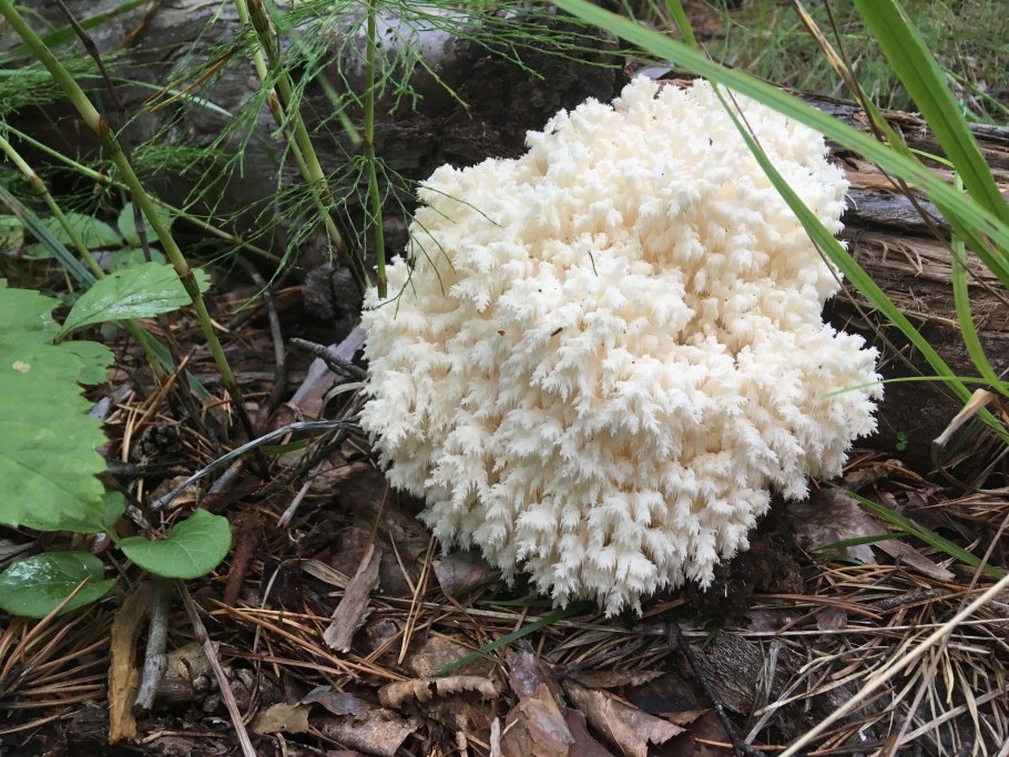 Гриб Hydnellum aurantiacum