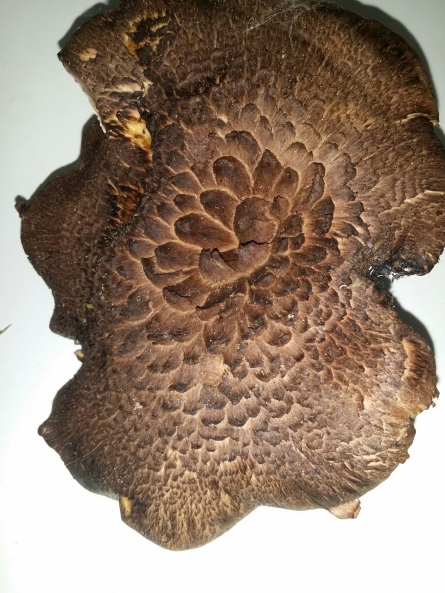 Лисичка ложная Hygrophoropsis aurantiaca