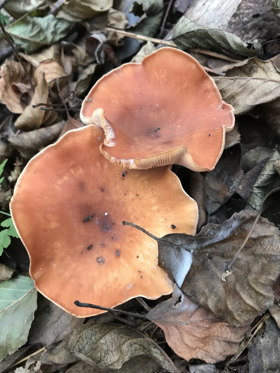 Hydnum rufescens – ежовик рыжеющий