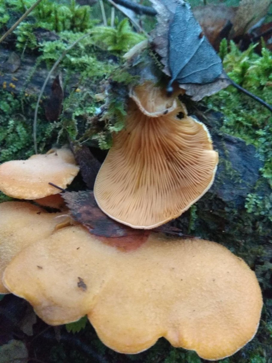 Ежовик кольчатый