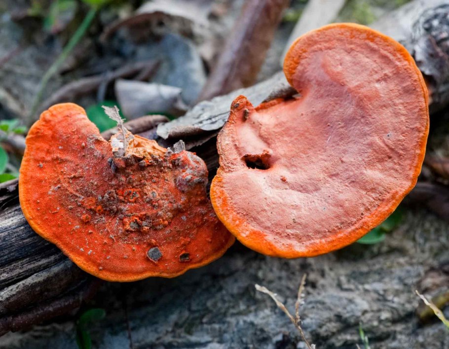 Трутовик лускатий