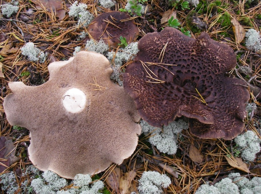 Ежовик гриб оранжевыйгигрофор