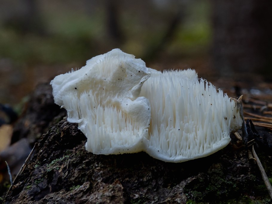 Вёшенка оранжевая (Phyllotopsis nidulans)