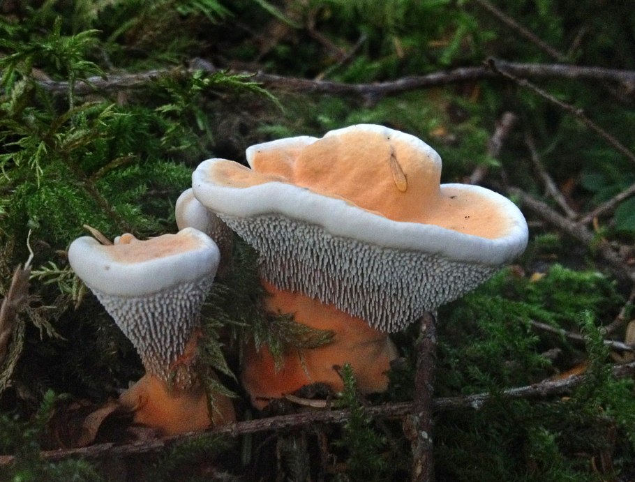 Ежовик пластинчатый