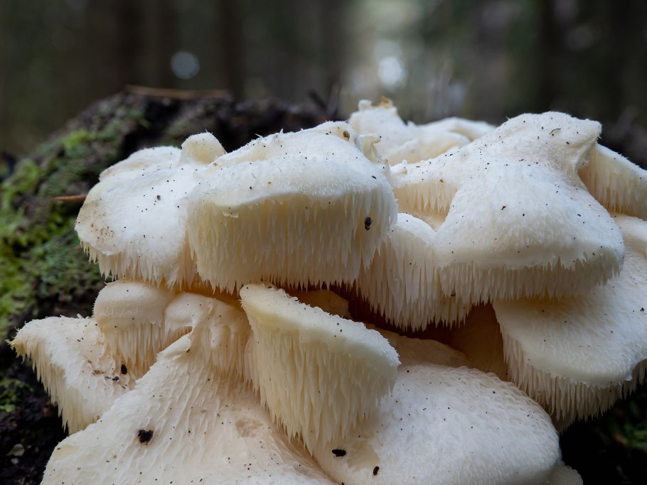 Ежовик пестрый гриб