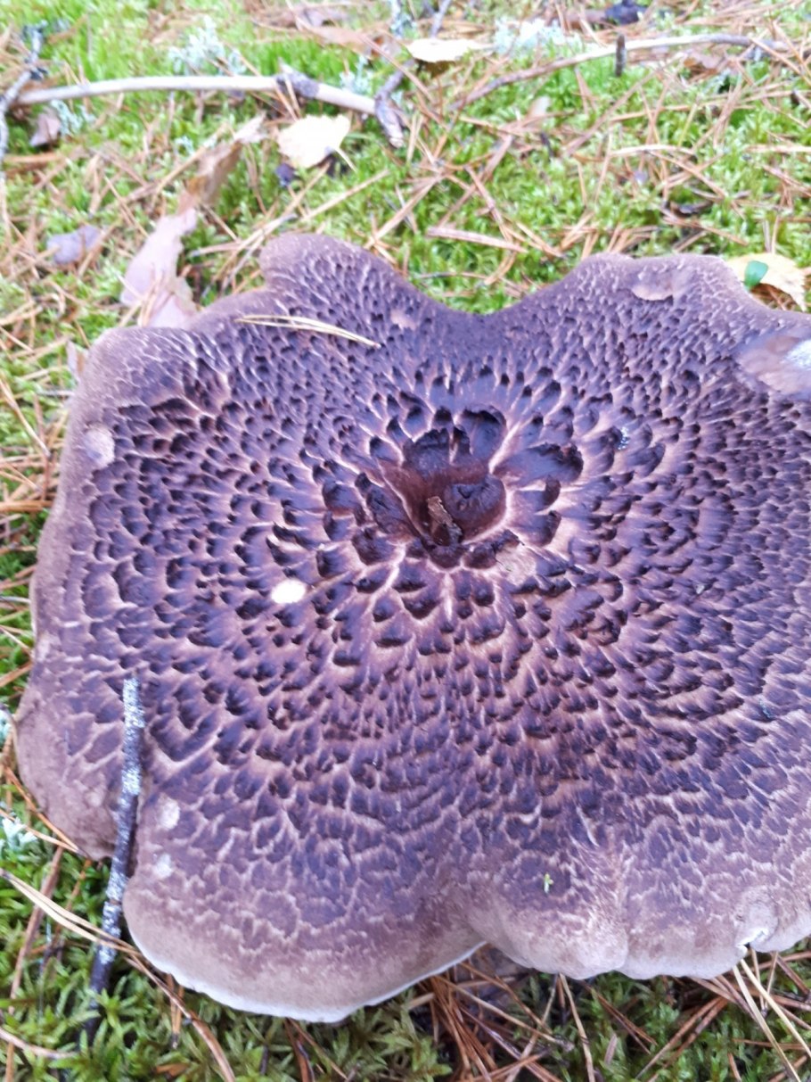 Гиднум репандум