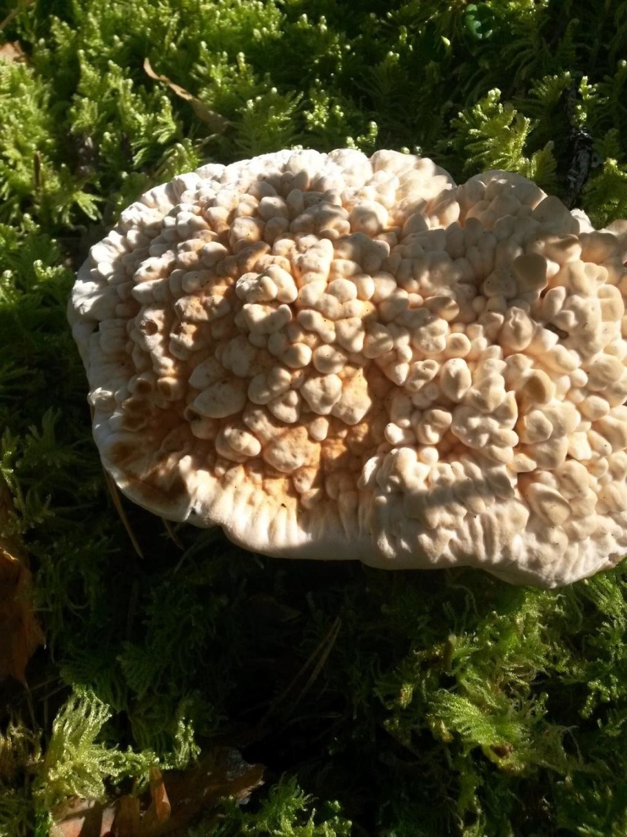 Ежовик коричневый