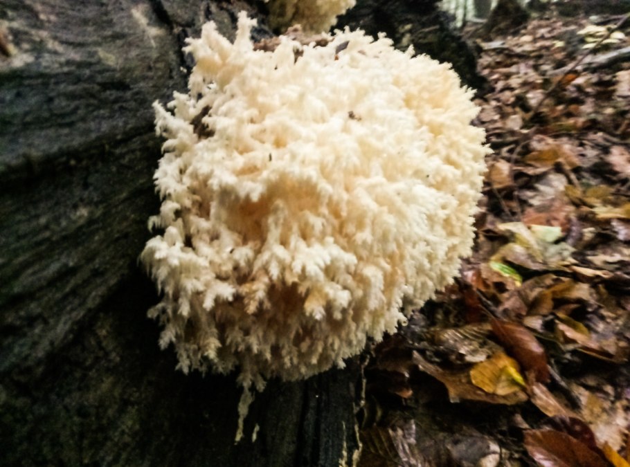 Клавулина коралловидная