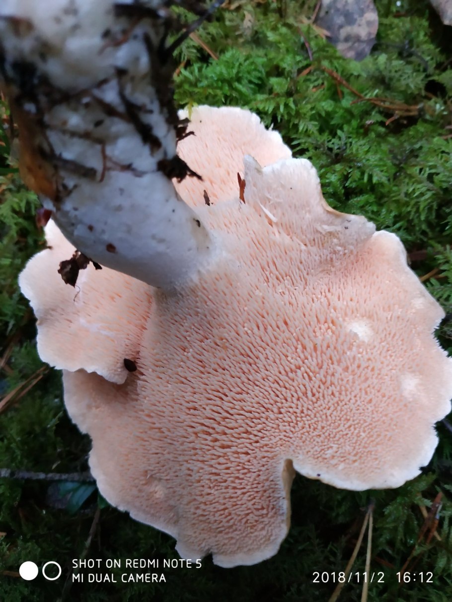 Желтый ежовик съедобный