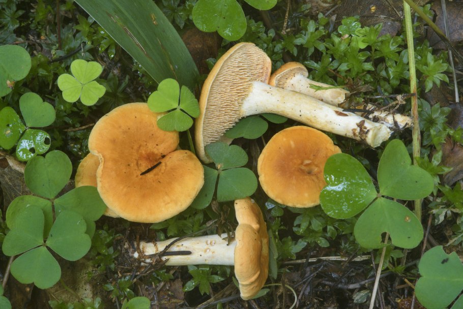 Гриб ежовик черепитчатый