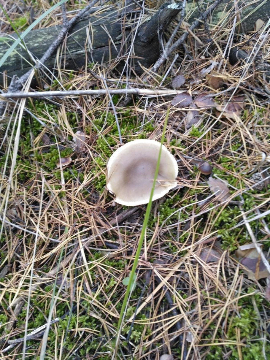 Паутинник багряный Cortinarius PURPURASCENS