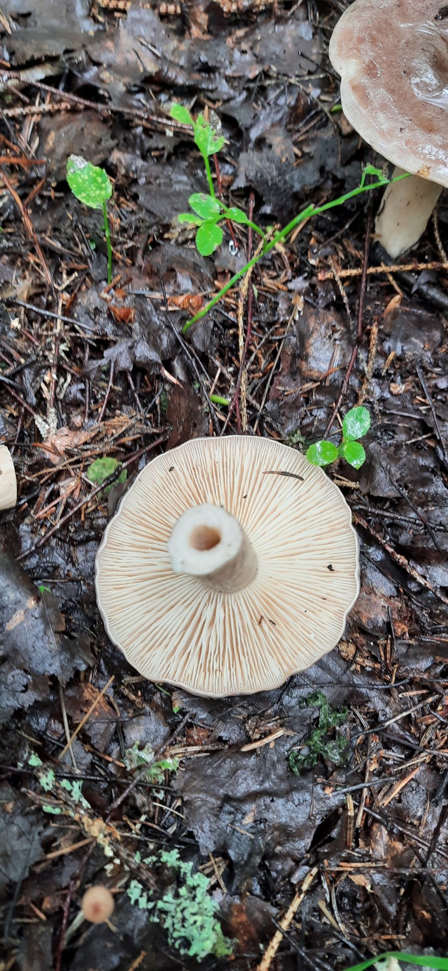 Грибы Новосибирской области