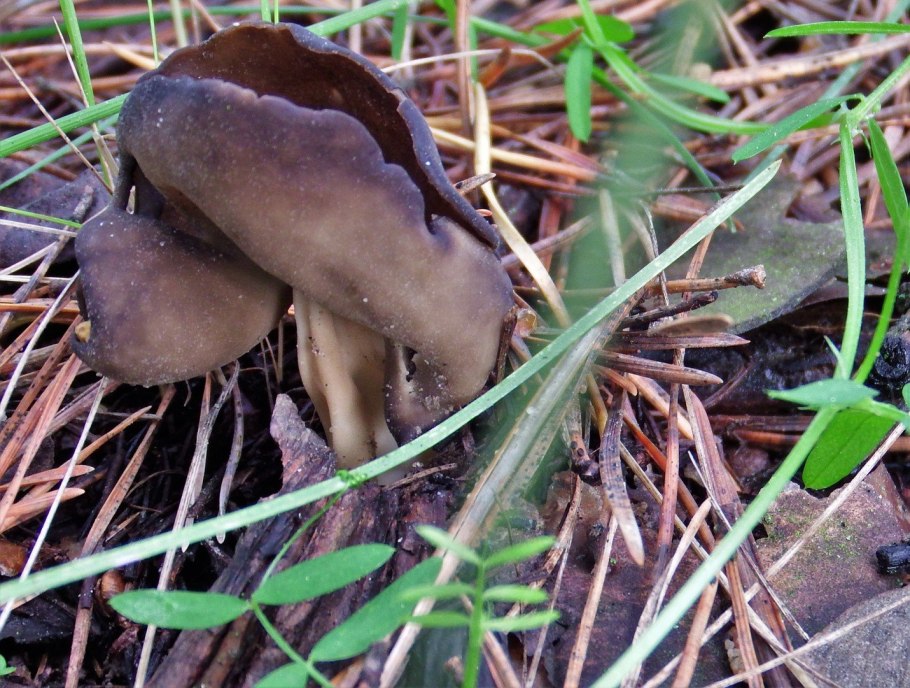 Синеножка гриб